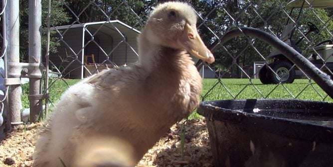 Herman, a duck rescued by PETA, arrives at his new home