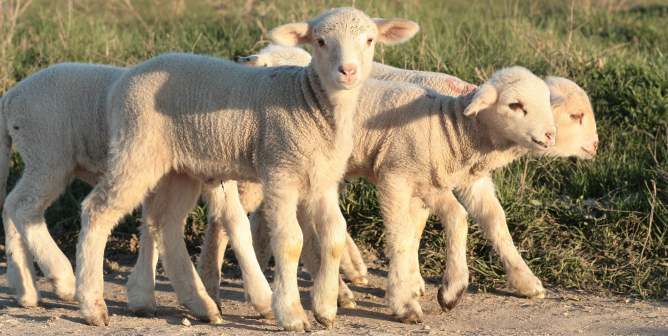 Talk About a Change of Heart: Four Farmers Say No to Animal Exploitation