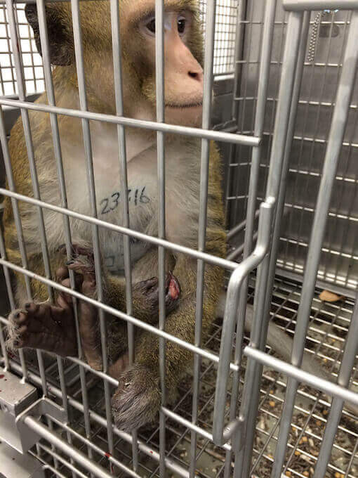 animal experiments at universities