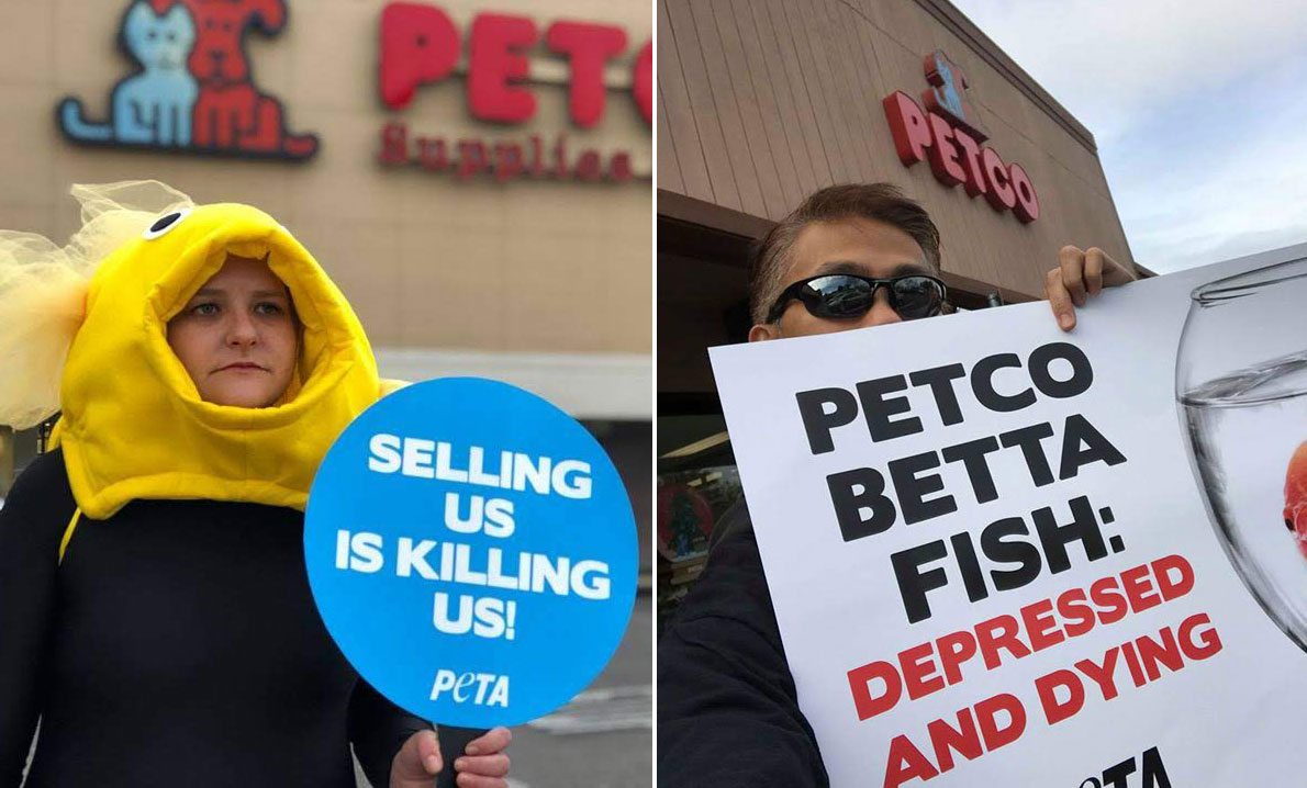So Wrong Betta Fish Found Sick and Dying at Petco PETA