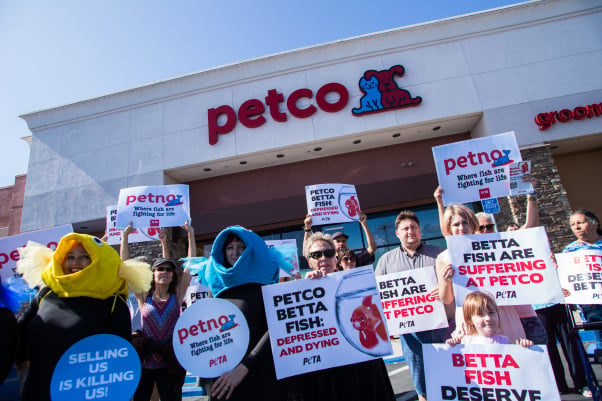 people protest the sale of siamese fighting fish at petco