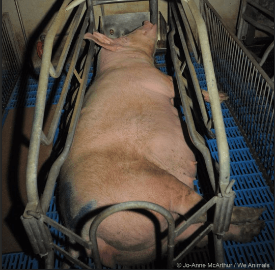 pig in factory farm, gestation crate, farrowing crate