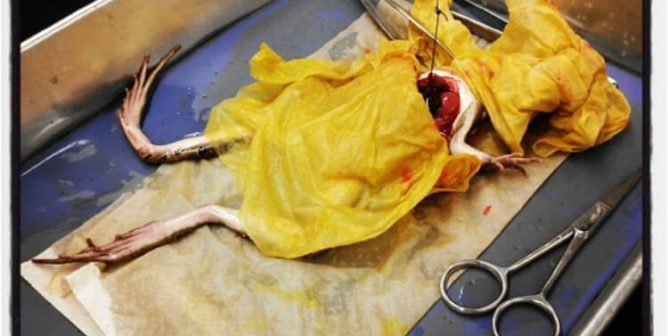 WTF! Students Are Dissecting Live Animals