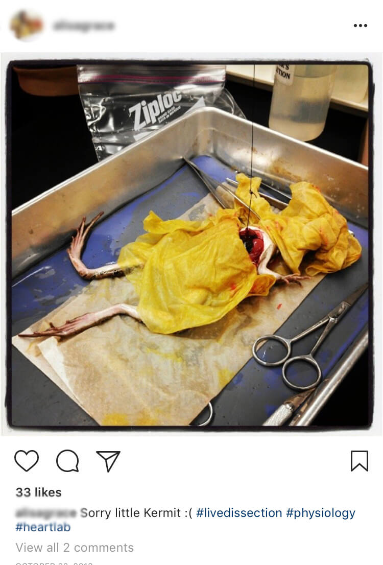pithing, live dissection