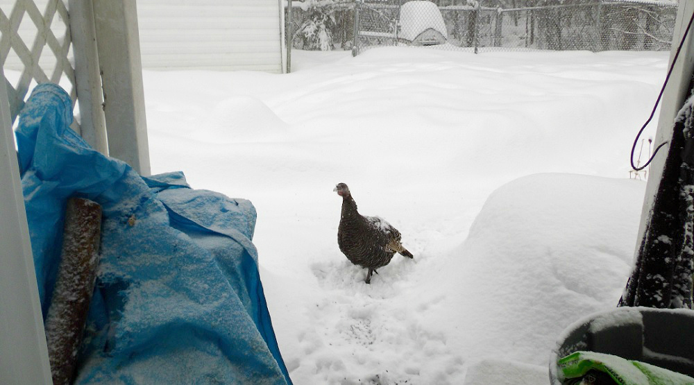 turkeys in New Brunswick