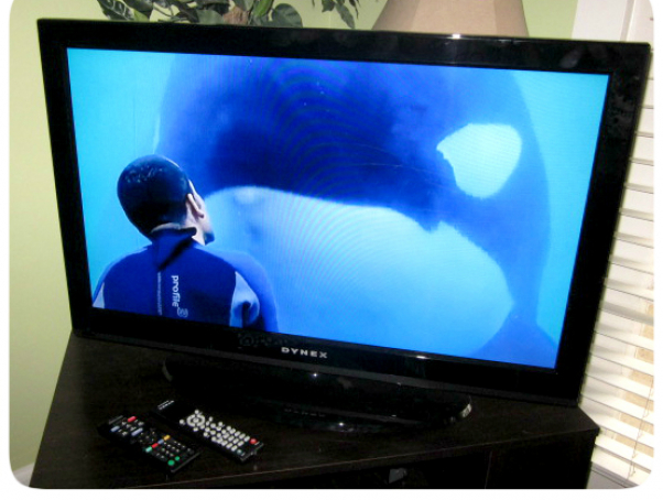 Blackfish CNN airing