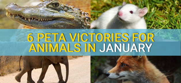 people for the ethical treatment of animals peta the largest if you were an animal what would you be