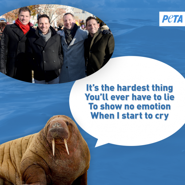 peta walrus image urging celebrities to save the whales and other animals at seaworld