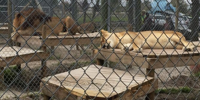 big cat habitat expose