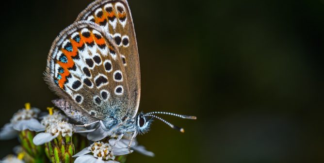 Ditch Cruel Butterfly Kits for Humane Life-Cycle Lessons