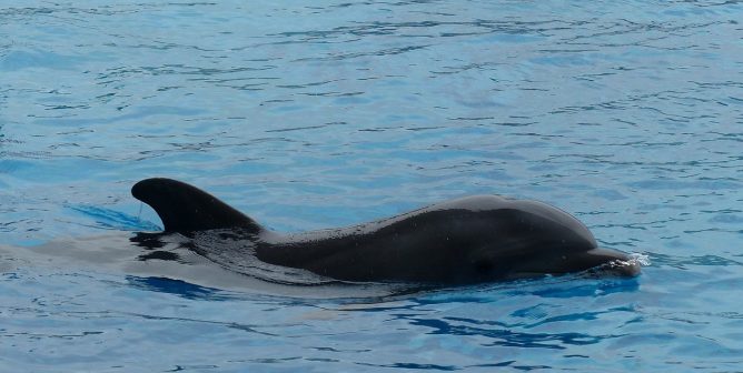 Dejected dolphin in dolphinarium