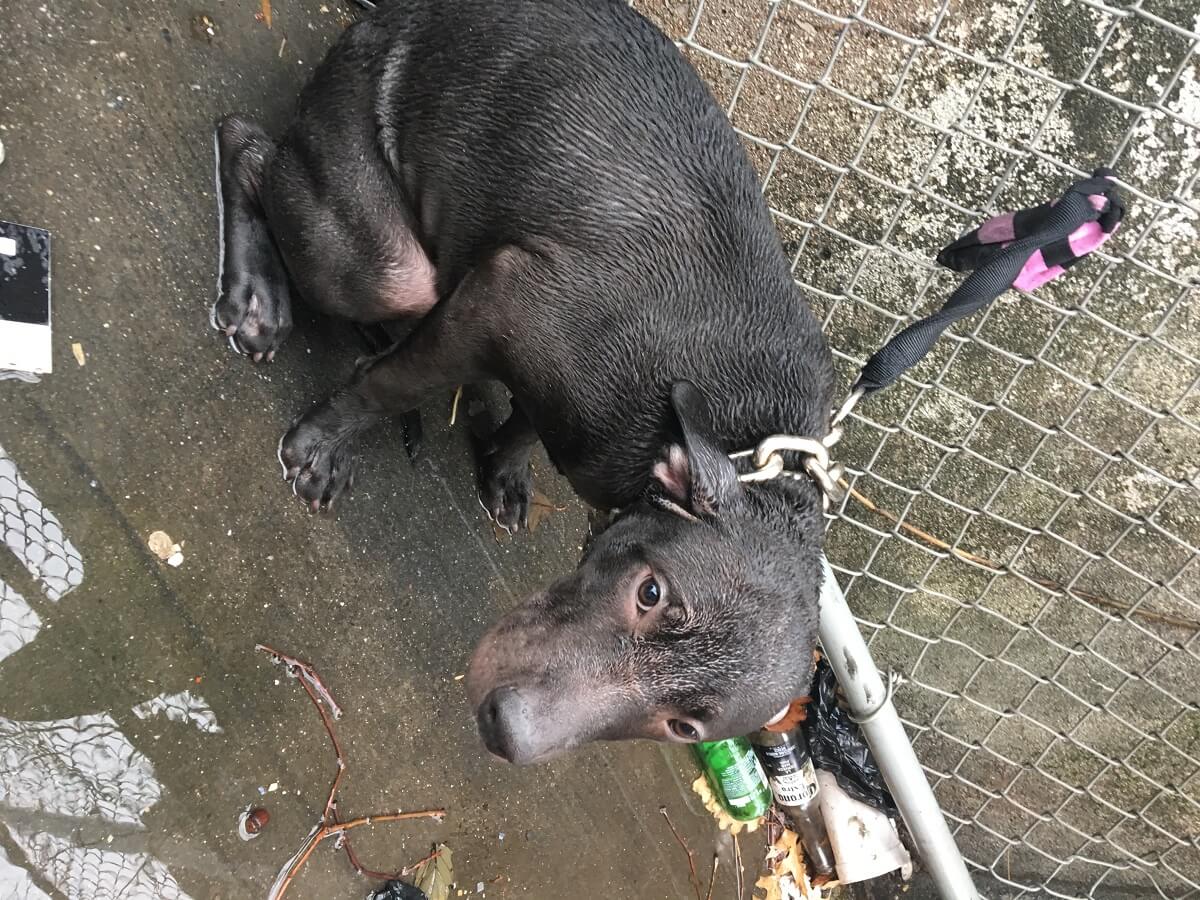 NYPD Cop Saves Shivering Dog; Now They're Best Buds | PETA