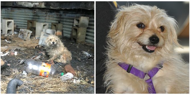 PETA rescue Charley in silo and after being rescued