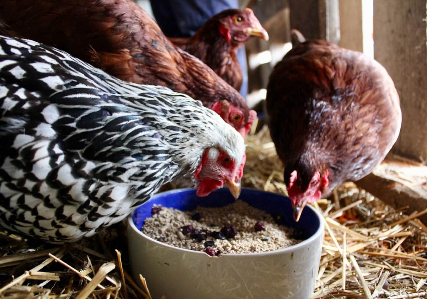 Rescued chickens seen at the Piedmont Farm Animal Refuge in Pittsboro, North Carolina.