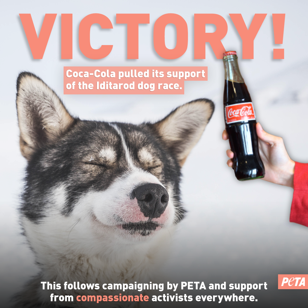 We Did It! Coca-Cola Ends Sponsorship of Deadly Iditarod | PETA