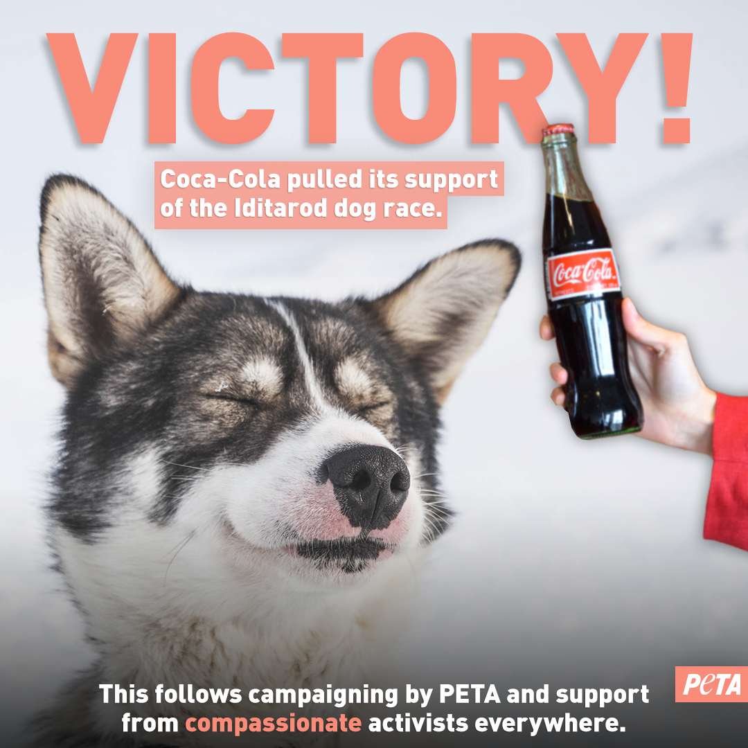 We Did It! Coca-Cola Ends Sponsorship of Deadly Iditarod | PETA We Did It! Coca-Cola Ends Sponsorship of Deadly Iditarod | PETA