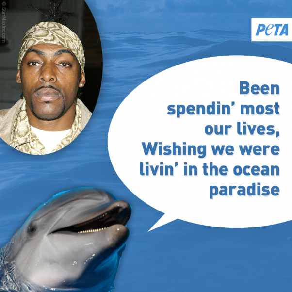 peta dolphin image urging celebrities to save the whales and other animals at seaworld