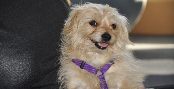 PETA-rescued dog Charley looking happy after vet visit and bath