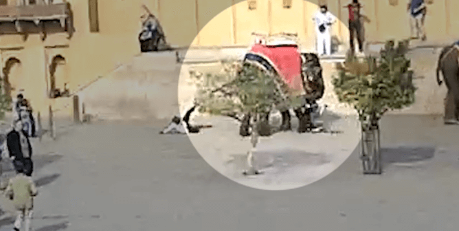 Elephant Used for Rides Attacks Tourist at Amber Fort