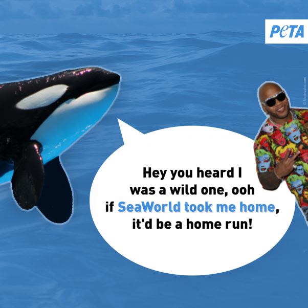 peta orca image urging celebrities to save the whales and other animals at seaworld