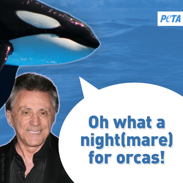 peta orca image urging celebrities to save the whales and other animals at seaworld