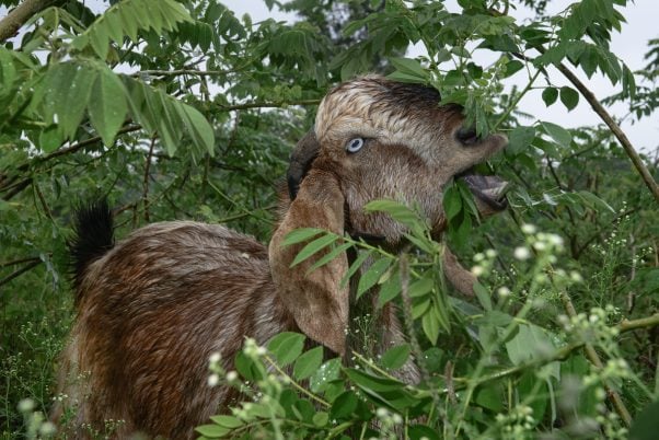 Kamal Rescued Goat