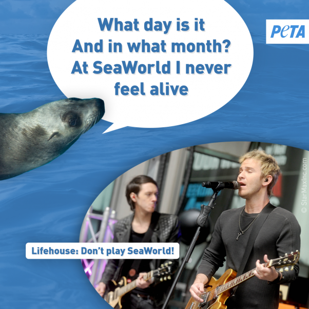 peta sea lion image urging Lifehouse to save the whales and other animals at seaworld