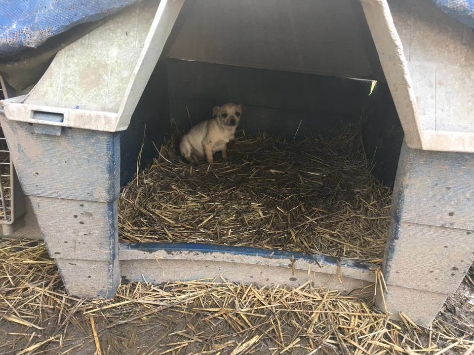 Chihuahuas in Northampton County, North Carolina