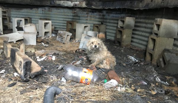 Small terrier mix in silo surrounded by trash