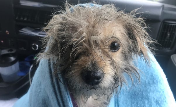 Charley, a PETA rescue, on her way to the vether
