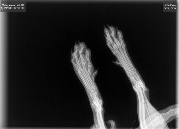 X-ray of rescued dog Charley showing four crushed toes