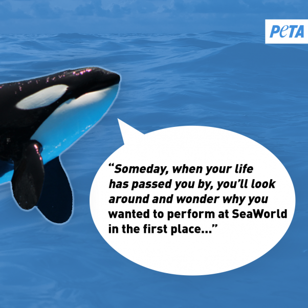 peta orca image urging celebrities to save the whales and other animals at seaworld