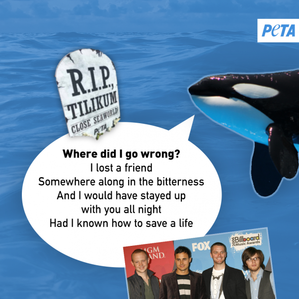 peta orca image urging bands to save the whales and other animals at seaworld