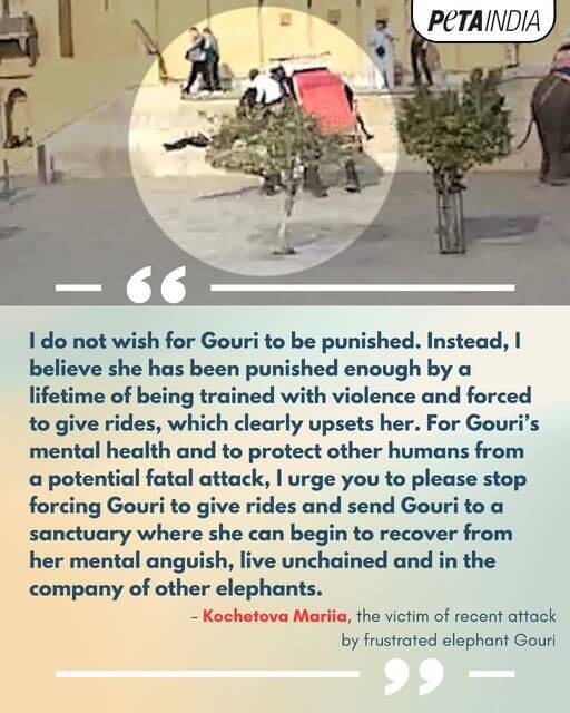 I do not wish for Gouri to be punished. Instead, I believe she has been punished enough by a lifetime of being trained with violence and forced to give rides, which clearly upsets her. For Gouri