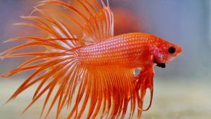 Orange betta fish in clear water