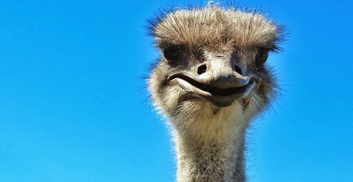Ostrich's face photographed against blue sky