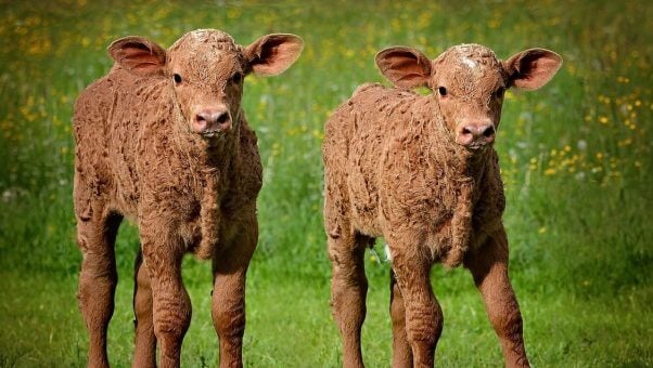 Two young brown calves in field