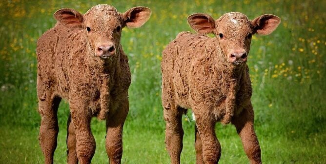 Two young brown calves in field