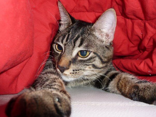 Brown tabby cat looking out from under red blanket