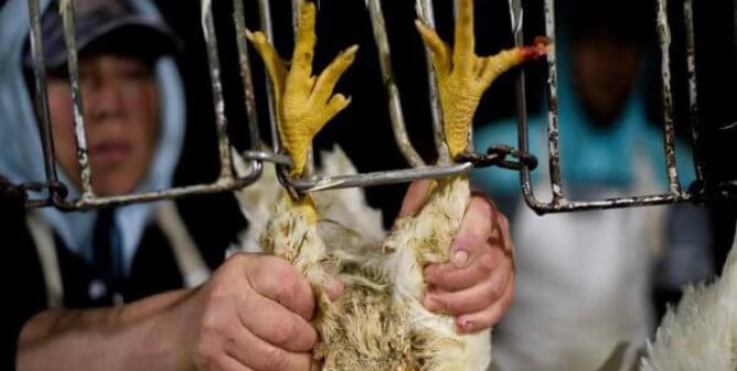 chicken at slaughterhouse