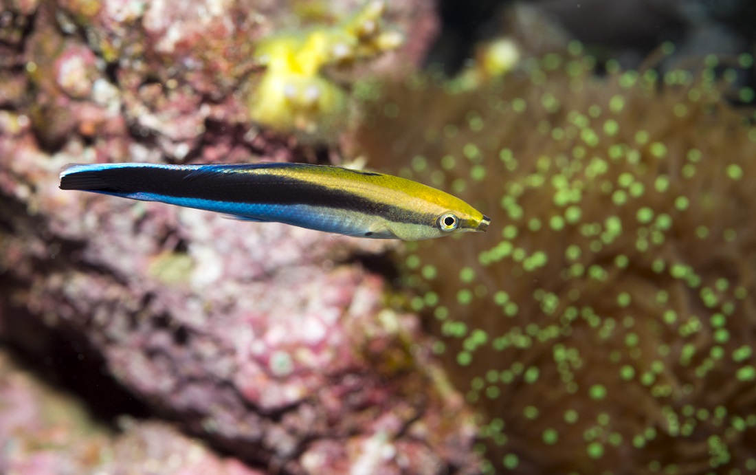 are fish self-aware
