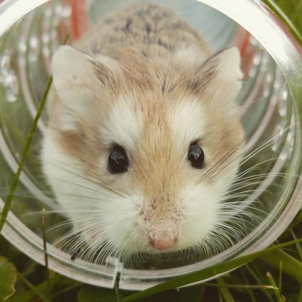 Cute hamster in a tube