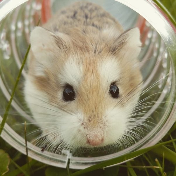 7 Reasons To Adopt A Hamster