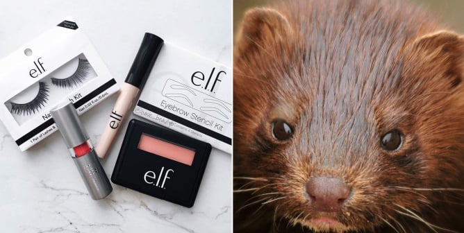 Why e.l.f. Cosmetics Brushes and Eyelashes Are PETA-Certified Cruelty-Free
