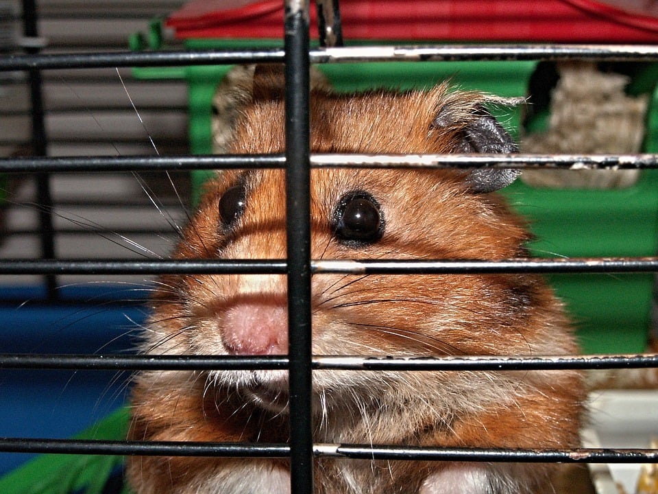 Hamster in a cage.