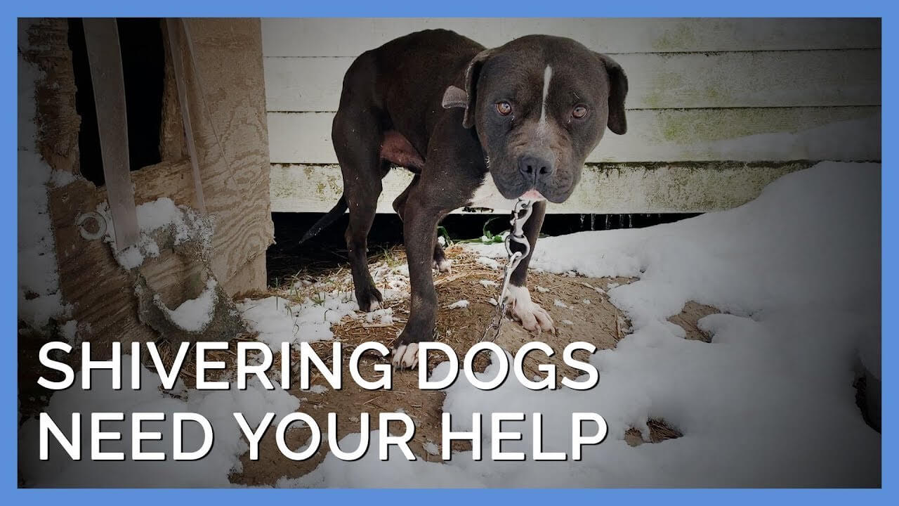 How Cold Can Dogs Freeze To Death