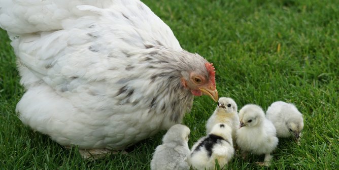 Peep This: Buying Chicks as ‘Pets’ or as Easter ‘Gifts’ Is Cruel