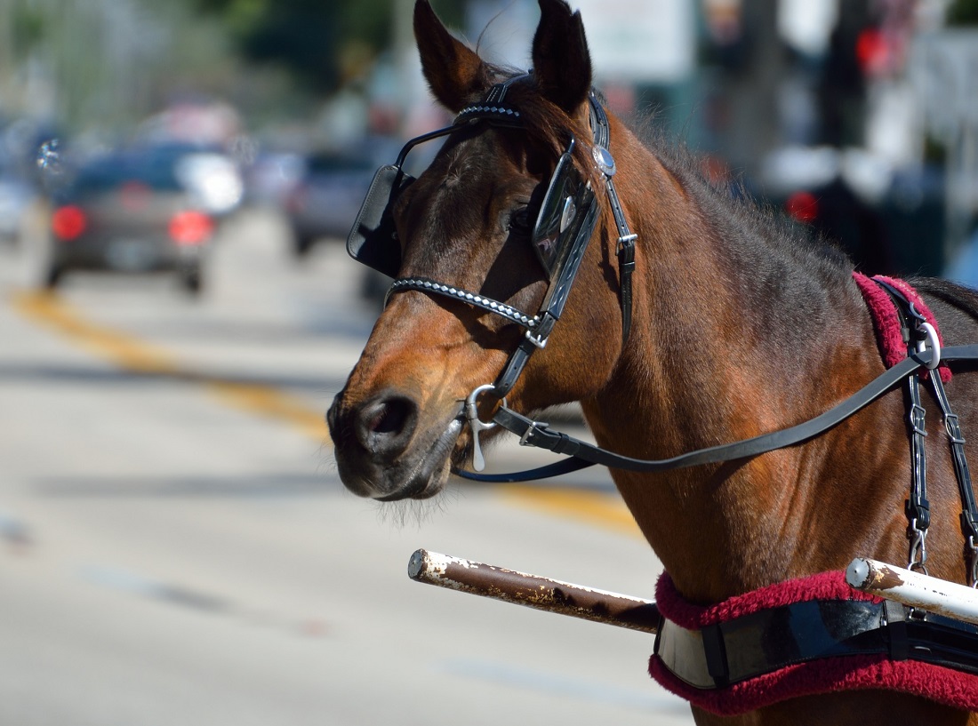 Chicago to ban horse-drawn carriages from 2021