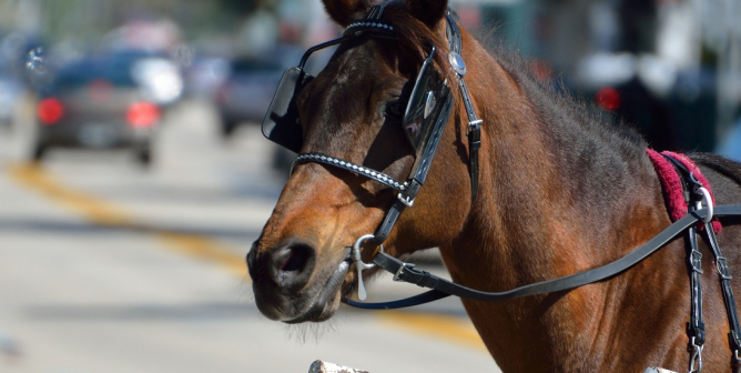 Horse Drawn Carriages page 2 | PETA Horse Drawn Carriages page 2 | PETA