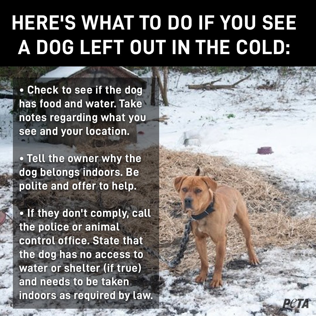 can a puppy die from cold weather